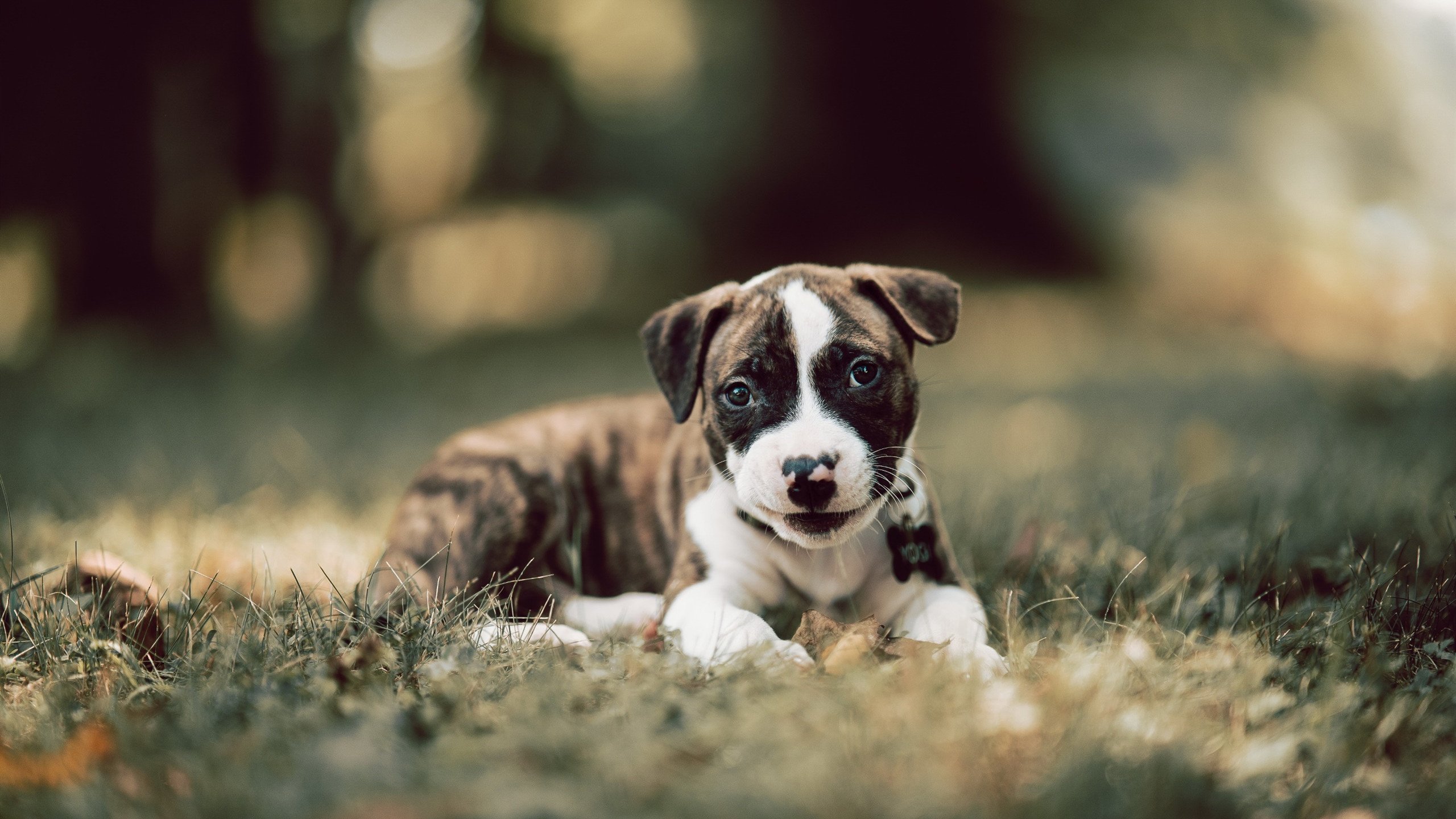 中超联赛关键进球时间段，中超赛季进球纪录