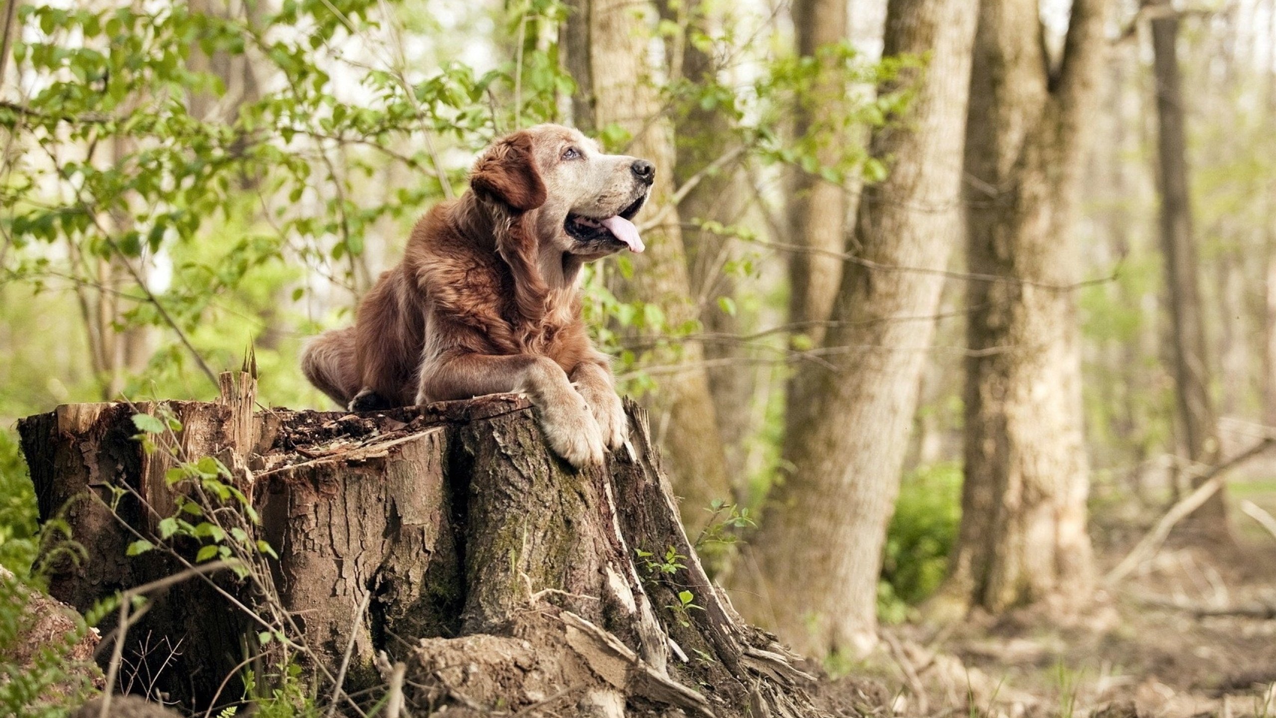 争冠路上的“爆冷”奇迹:一些意料之外的胜利