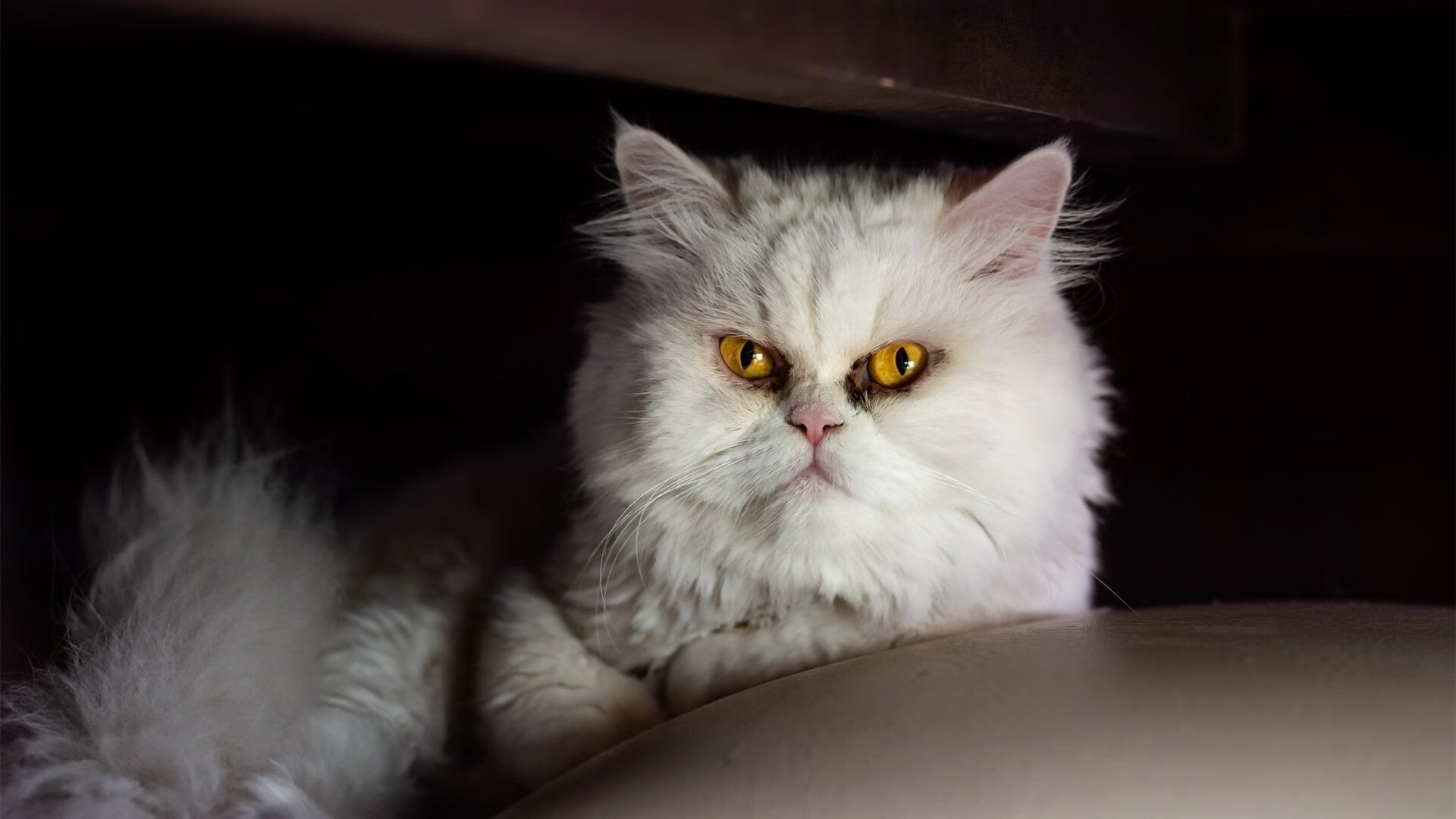 国足主帅临场调度风格分类与成功率统计，国足主帅人选最新消息